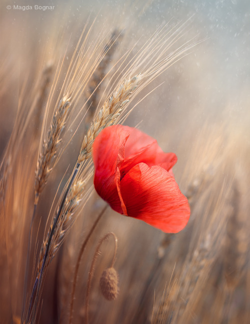 me-lapislazuli:  Poppy | by Magda_Bognar | http://ift.tt/1G6iKiC