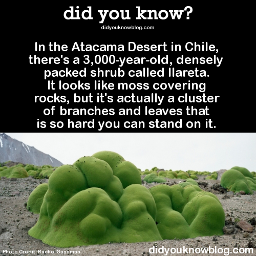did-you-kno:  These shrubs are some of the oldest living things on the planet.  Source