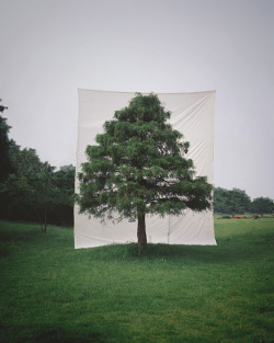 mpdrolet:  Tree #10, 2006  				   Myoung Ho Lee