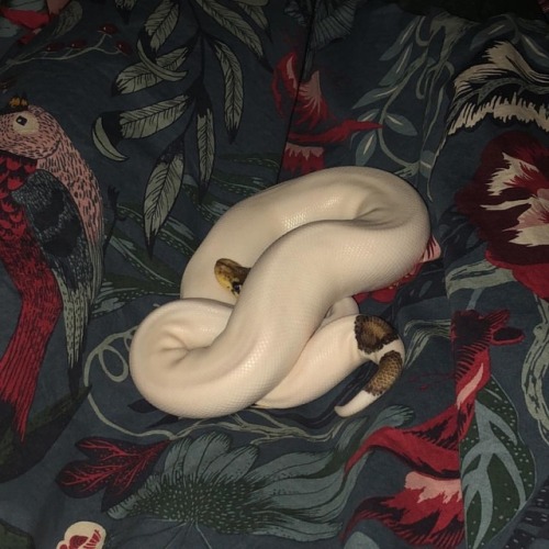 Pretzel is gonna shed soon I hope I catch him in the process this time do you guys like snakes? Sorr