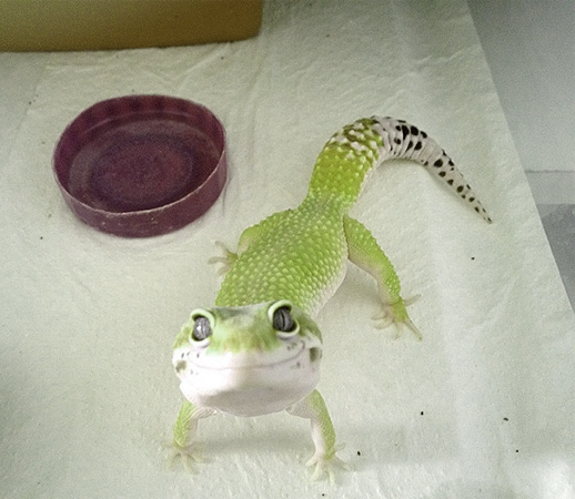awwww-cute:  This little guy is always happy to see me come home 
