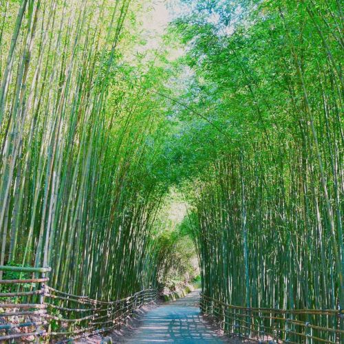 / 「竹林秘境。」 —旅途風景系列 / 比想像中還要難騎一點開車前往的話，會車是大挑戰；機車的話，自己騎還好，雙載相當考驗機車馬力 / #臺灣 #苗栗景點 #泰安景點 #烏嘎彥竹林 #台版