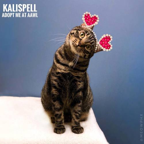 Phoenix, Arizona: Meet Kalispell. This extraordinary beauty (age 1 year) is flirty, endearingly awkw