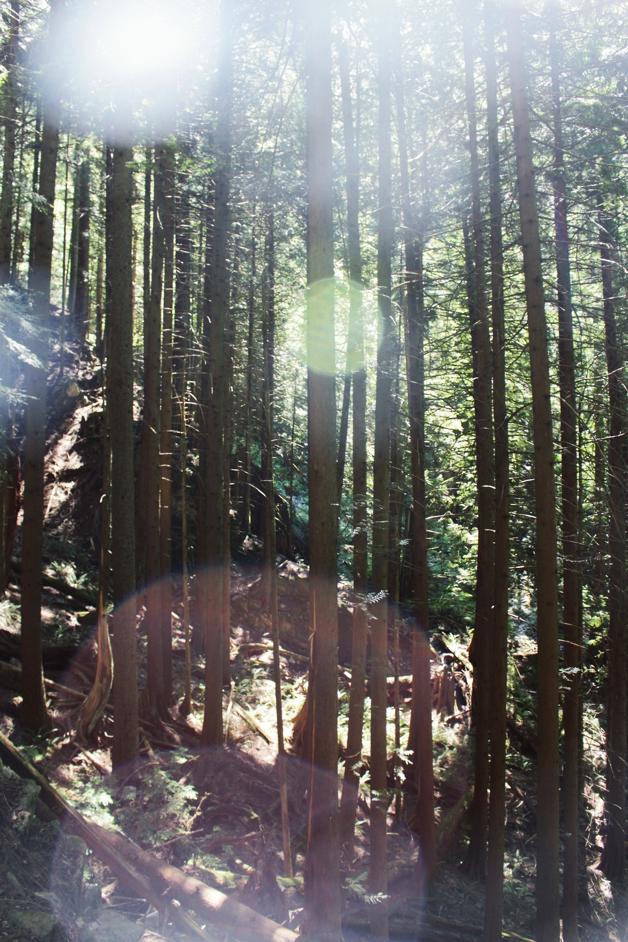 matchbox-mouse: So many sunspots! Lovely day in the woods. Vancouver, British Columbia.