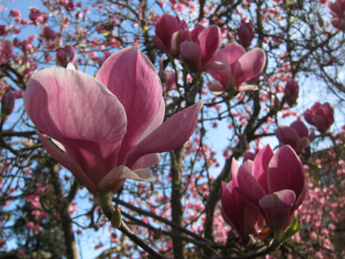 botanicality: Title:  Japanese Magnolias in Afternoon Light Artist: @saralchapmanCategory: Phot