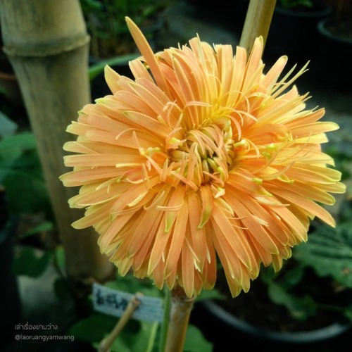 #เยอบีร่า #gerbera #thaigerbera #colourful #flowers #botany #botanicalgarden #worrapongfarm #samkok 