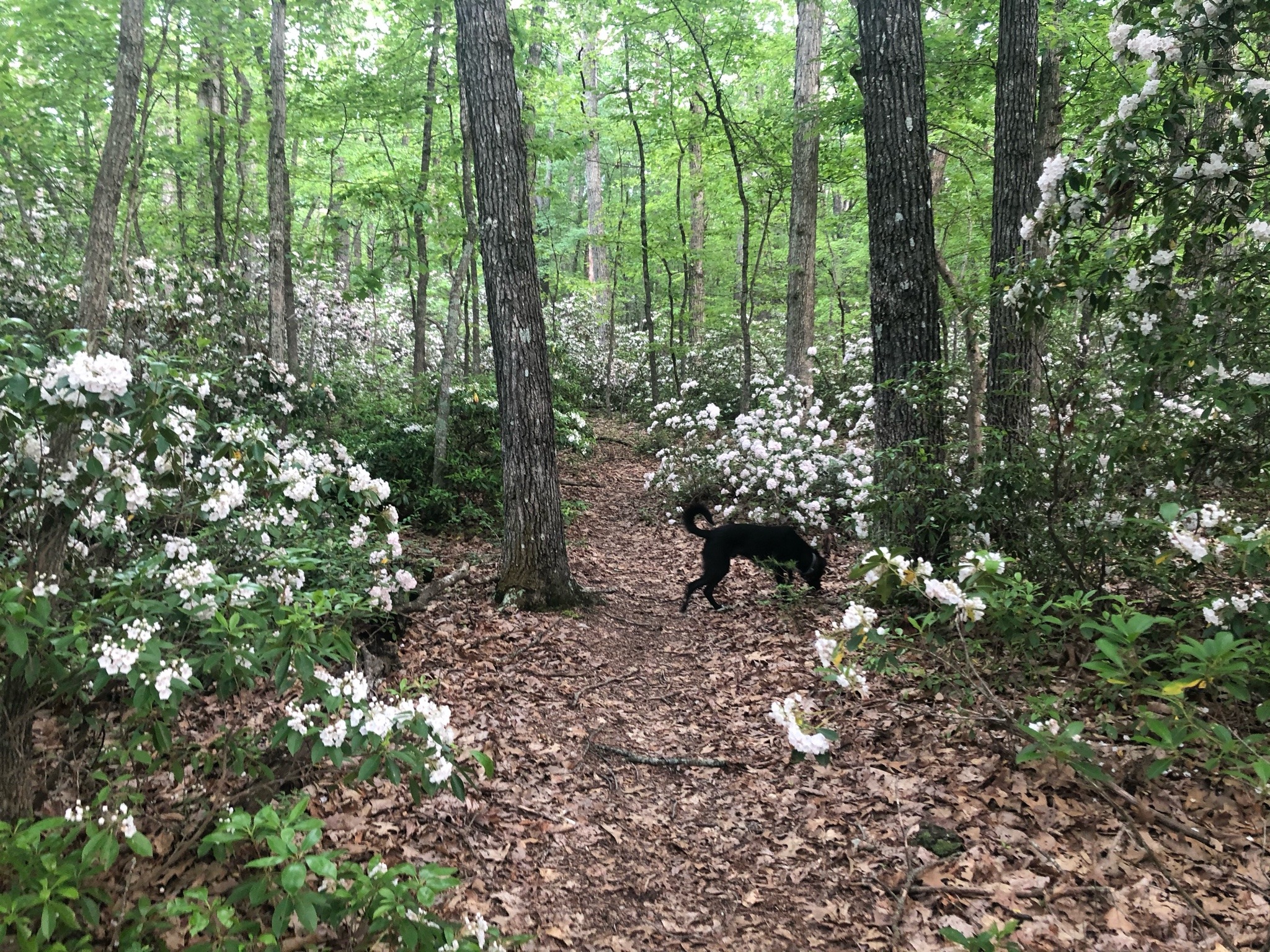 lavenderhoneycomb:A walk in the woods