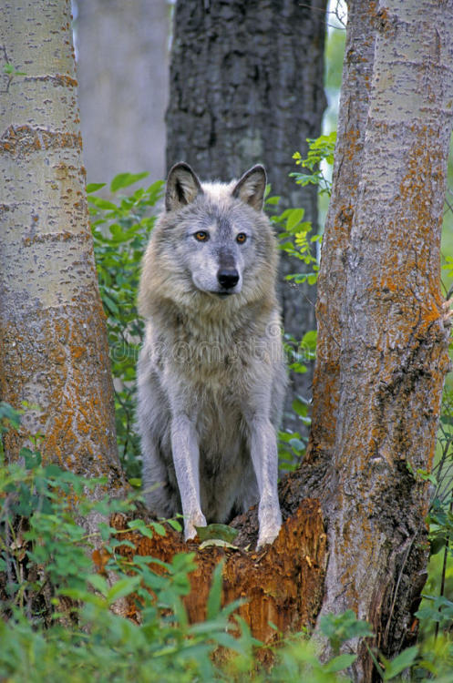wolveswolves:  By Rkpimages    