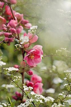 flowersgardenlove:  Flowering Quince Beautiful