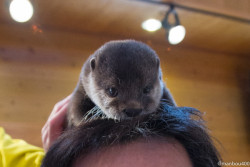 dailyotter:  Otter Makes the Cutest Hair