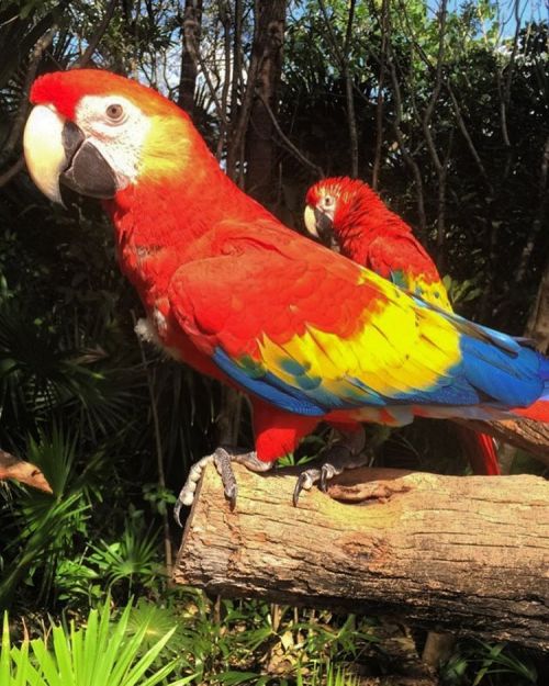 coffeedent: Found a bird today in xel ha #mexico #bird #animal #parrot #parrots #jungle #color #cut