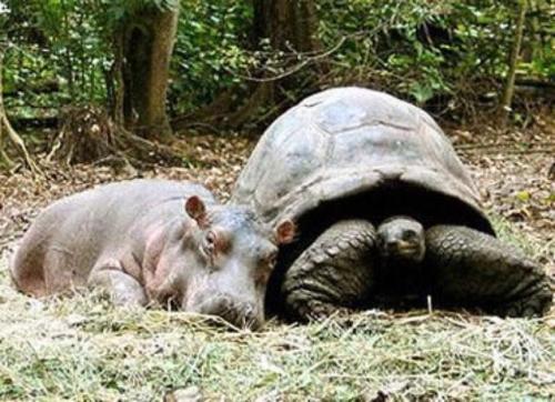 When Owen the hippo was washed away from his mother following a 2004 tsunami, he became best friends