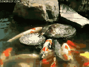 zenkitty714:  It took me a second to understand, but this is a duck feeding koi. 
