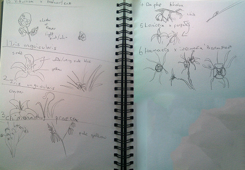 Instead of just taking notes during my plant identification lessons I just draw the plant.