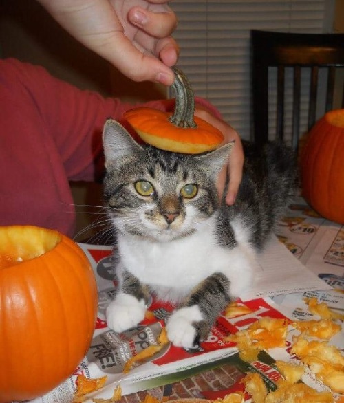 catsuggest:bella suggest: reminisce about halloweens past