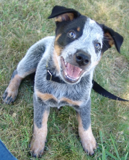 oaktreesandhuneysuckle:  conniejay:   danthemedicman:  jdg13:  Blue Heelers!!  Love my Bluey Jack!   I want 5   I love the blue dogs. I have 2 reds.     Healers are awesome 