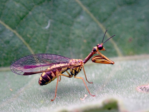 onenicebugperday:Yellow mantidfly, Spaminta minjerribae, Mantispidae Found on the southeastern 