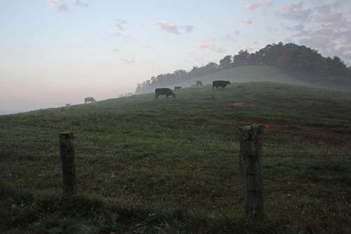 Cows by Glen in Franklin County on Flickr.