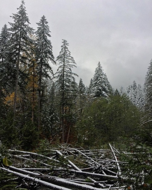 adventuresofaura:First snow❄️ [image description: first snow dusting many young fir trees at a viewp