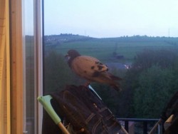 so. a pigeon flew into our flat.