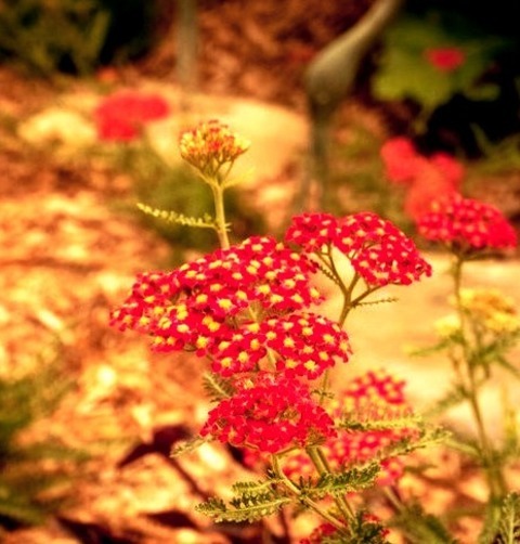 Santa Barbara Tropical LandscapeDesign Ideas For A Mid-sized Tropical Drought-tolerant And Full Sun Side