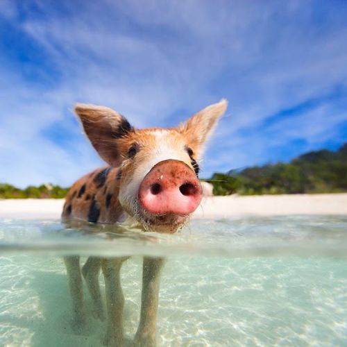 tourtakers: This little piggy went to paradise and went weeeeeeeee until it was time to go home! #To
