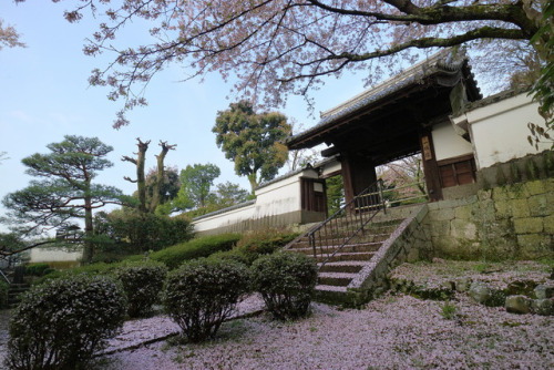 Sakura,Ichiyo-in,Kyoto by yopparainokobito flic.kr/p/TKvyQh