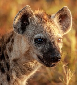 beautiful-wildlife:  Hyena Pup by Maricha