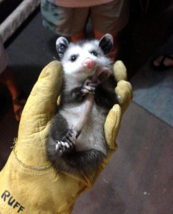 rotifers:  How can people think opossums are ugly? This precious baby is clutching its own tail with all four paws!  Excuse me mister, ummm&hellip; Thank you for ummm saving me and stuff 8 )