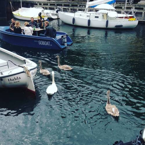 Chillin&rsquo; on the boat and swans in the canal #copenhagen #canal #swan #chill #tourist #explorer