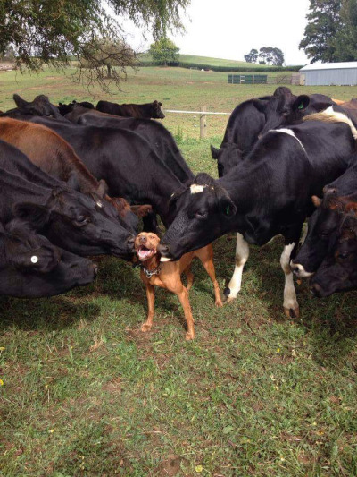 sirenknights:  animal-factbook:Cows and dogs are very close friends. Dogs have asserted