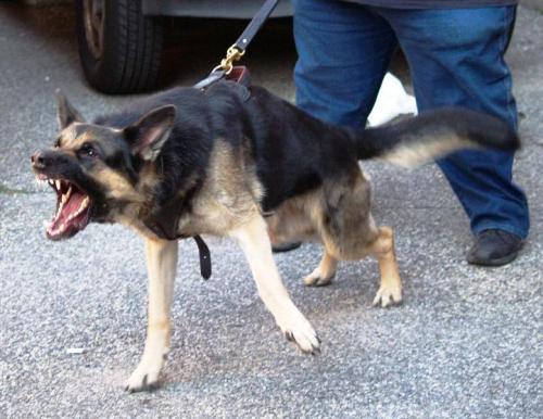 hestmord:  anarcho-queer:  Police Dog Attacks 5th Grader During “Stimulated Drug Raid” After Cops Planted Drugs on Him Brazil, Indiana - Children were subjected to a “simulated raid” of a party so they could witness police searching citizens with