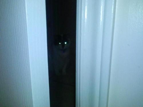 sanwichsays:Creepy Peeper Kitty.