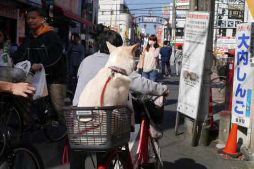 bibidebabideboo:  ikushun 読んだら３日以内に絶対うんこもらすブログ adult photos