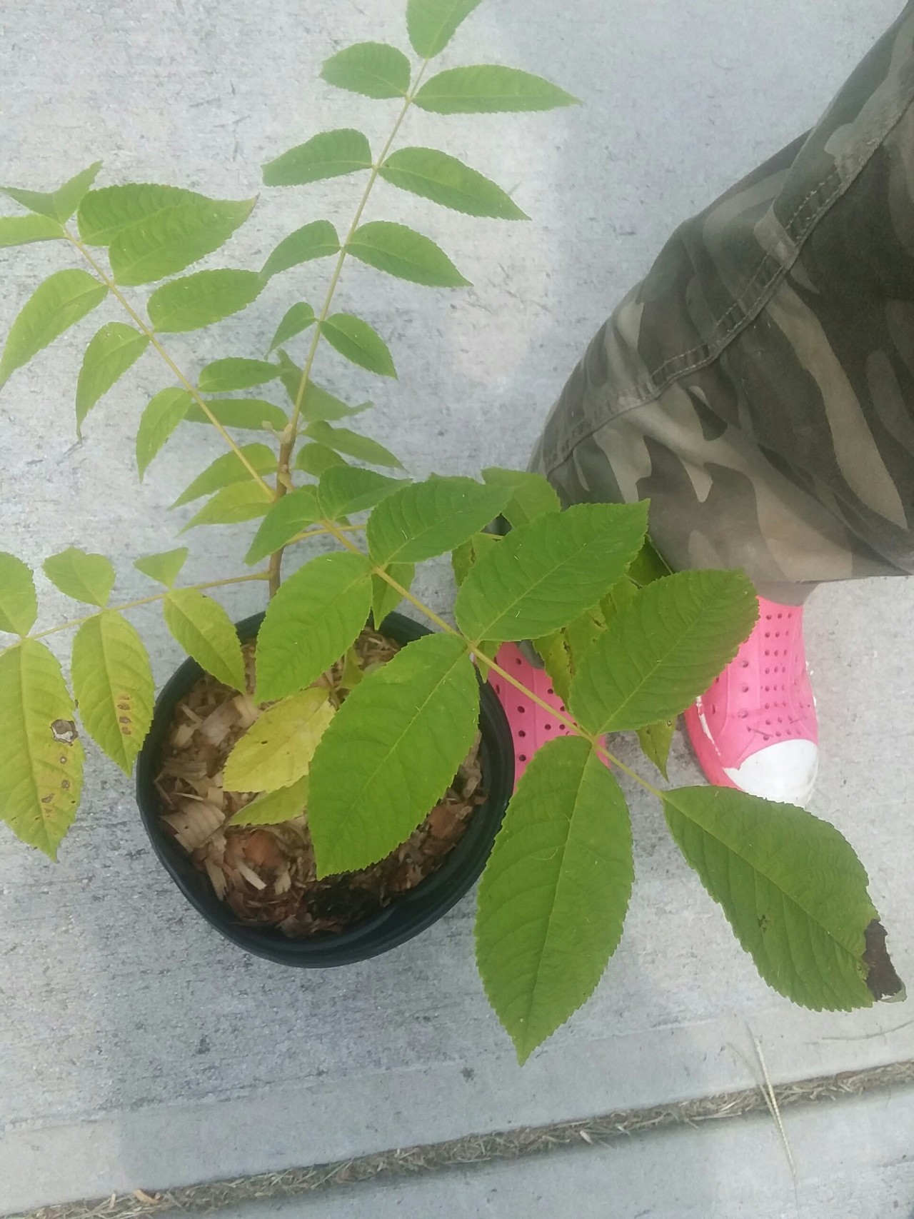 Juglans Tumblr Posts Tumbral Com Juglans Tumblr Posts Tumbral Com