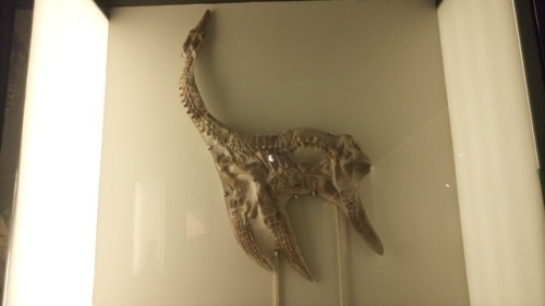 paambtomaquet:Dinosaurs at Museum of science, Valencia, Spain