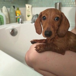 handsomedogs:  Lafayette the dachshund after