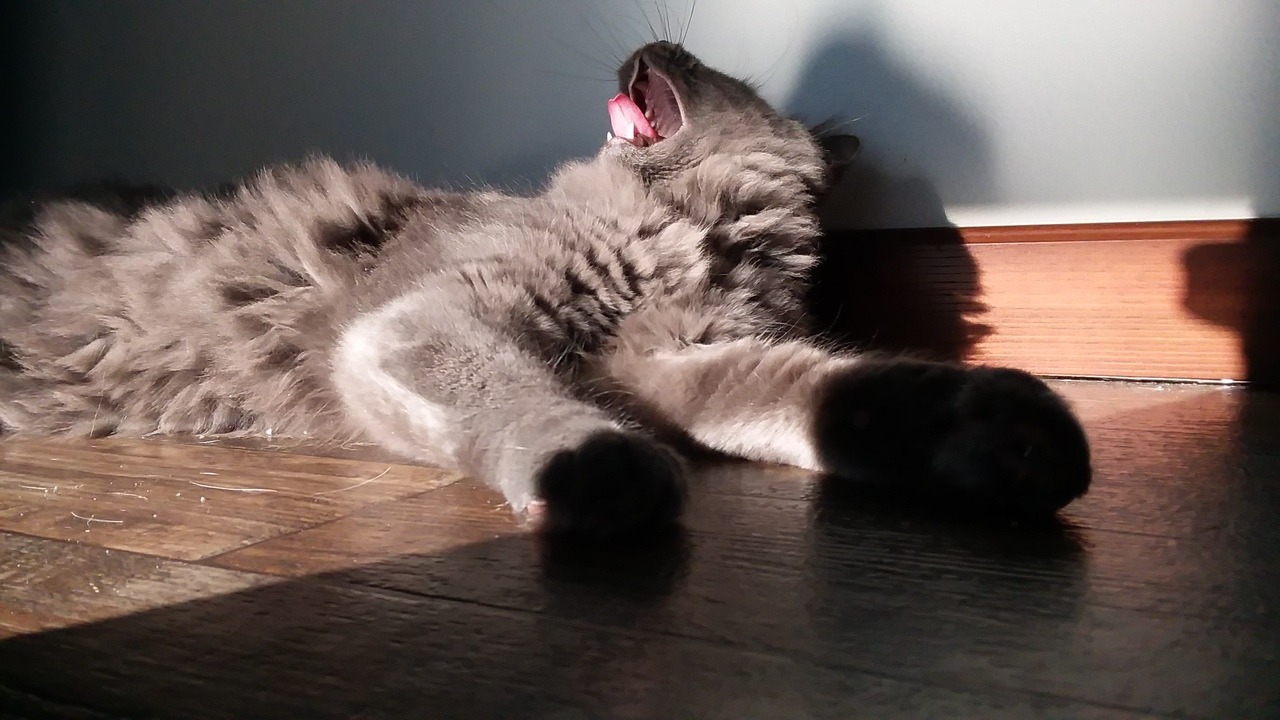 colourpatternist: A tongue blep and a yawn. Finally I got a non blurry yawn!  Wanna