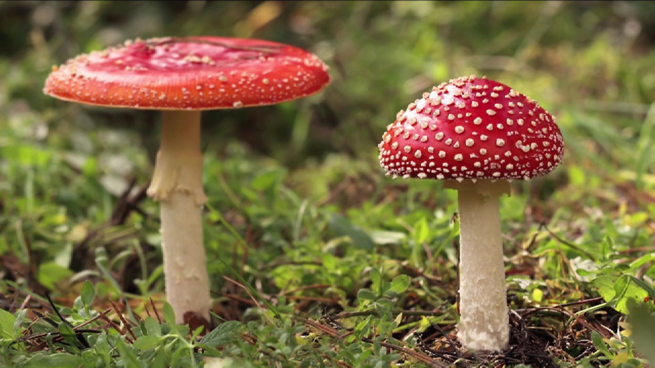 sagansense:  &ldquo;My mission is to discover the language of nature of the fungal