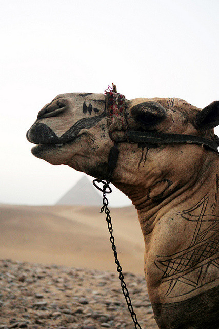 fro-do:  Great Pyramids Egypt by assignmenttravel on Flickr. 