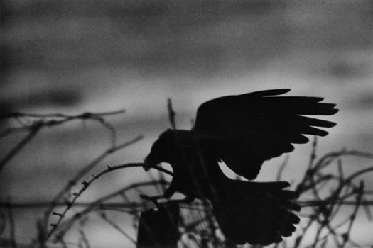 socialpsychopathblr:Karasu – Solitude Of Ravens, by Masahisa Fukase.Karasu is