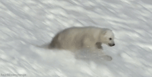 the-personal-quotes:  baby animal posts daily