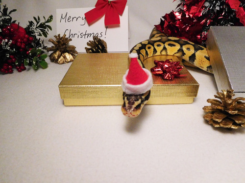 My little snek ready for the holidays c: