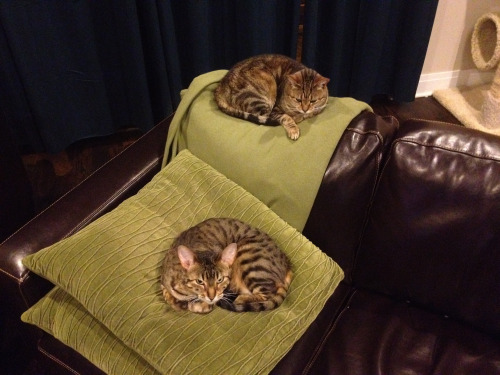Bengal Double Stack. (submitted by molsonite)