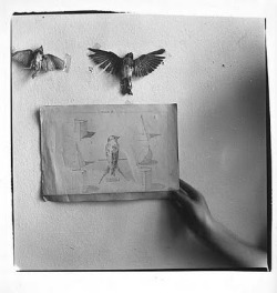 arterialtrees:  francesca woodman