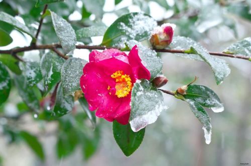 10 February 2022. Japanese camellia under snow in Tokyo, Japan 