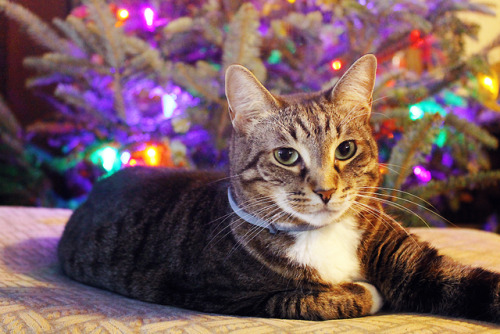 kiibster: Merry Christmas from Tokki, who is totally not a model, my camera just turned on by itself