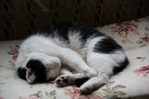 boschintegral:marcel-and-his-world:Sleepy.@mostlycatsmostly