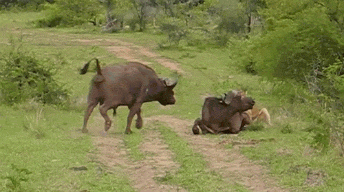 vickibaybeee:  fencehopping:  Having none of your Lion bullshit today.  awwwh they are saving him! 
