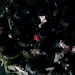 kawausotechico-caro-blog:190324 坂道TV 欅坂46 黒い羊 GIF